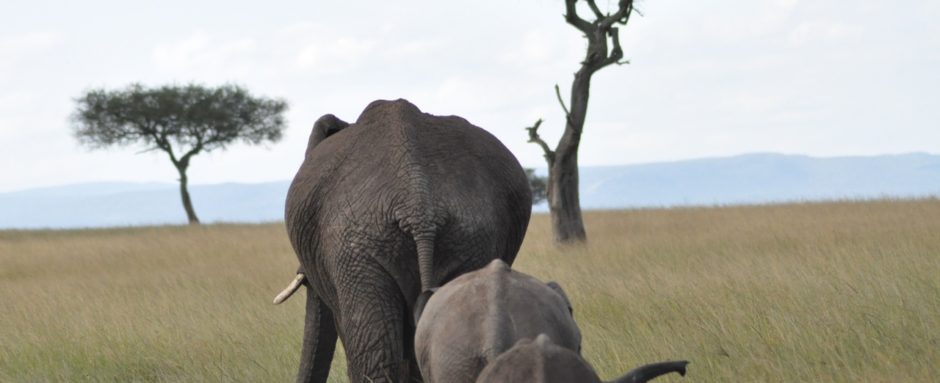 Following the Herd