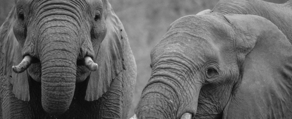 Wild Elephants