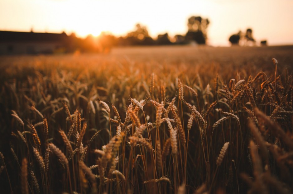 Grain of Life