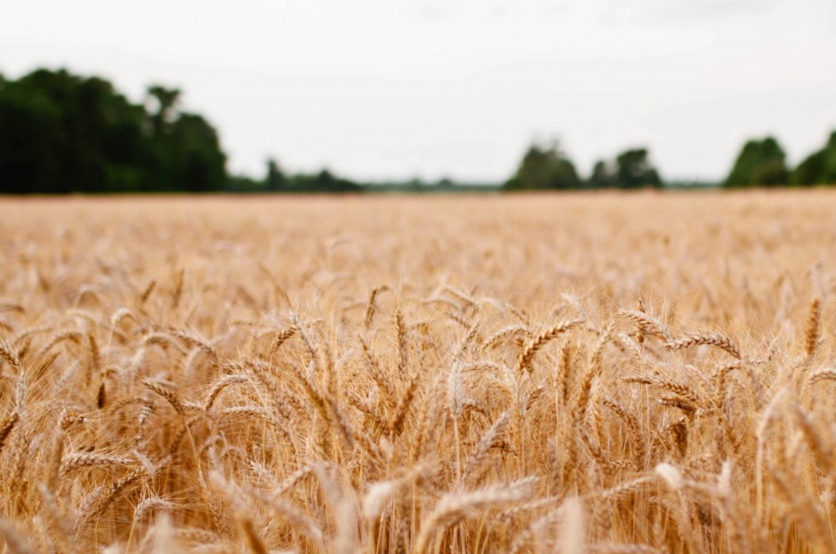 Grain of Life