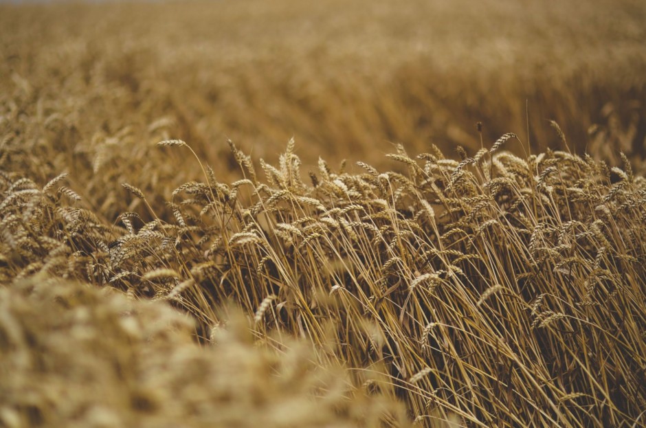 Grain of Life