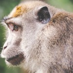 Monkey in the Mist