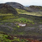 nature-moss-hills-bog
